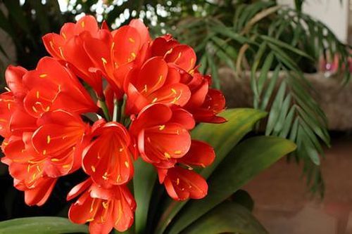 Nhà trồng loại hoa này vừa lâu tàn vừa giúp gia đình phú quý, ăn nên làm ra, giá chỉ 100.000 đồng/cây