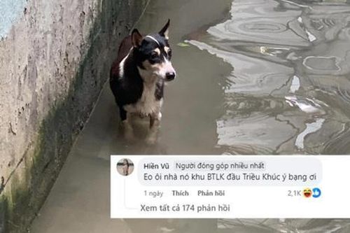 Chú chó 'tổng tài' đi lạc trong lũ gây sốt mạng xã hội hiện tại ra sao?