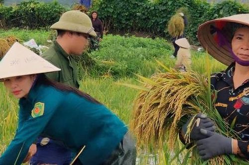 Phú Thọ: Huy động cán bộ, hội viên xuống đồng giúp người gặt lúa chạy ngập
