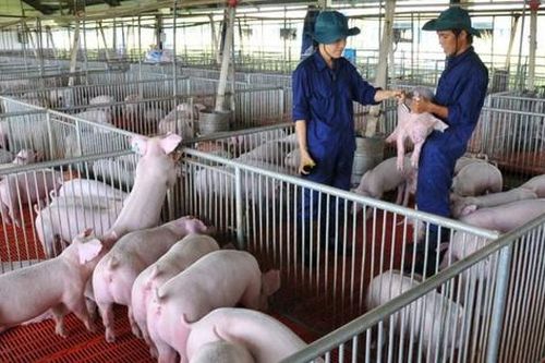 Giá thịt lợn tăng sau bão, cổ phiếu nhóm chăn nuôi tăng khi thị trường chứng khoán giảm