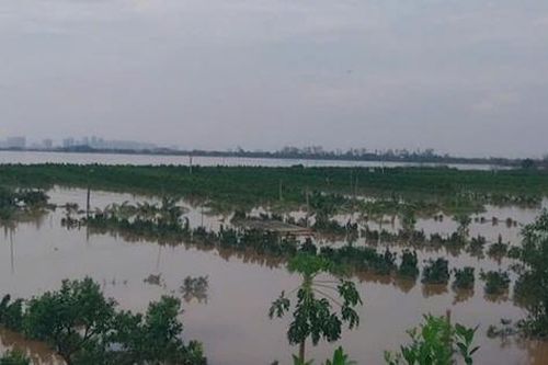 Xót xa 'cánh đồng nghìn tỷ' của người dân Văn Giang (Hưng Yên) chìm sâu trong nước lũ