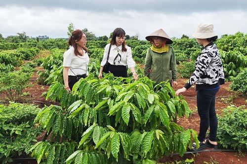 Tái canh để nâng cao năng suất, chất lượng cà phê
