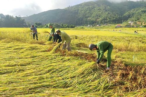Chung tay giúp người dân thu hoạch lúa sau hoàn lưu bão số 3