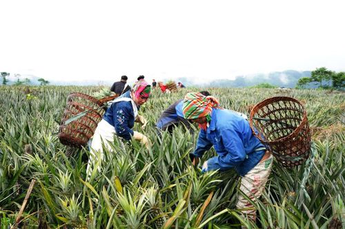 Phấn đấu hoàn thành tốt chỉ tiêu nghị quyết đề ra