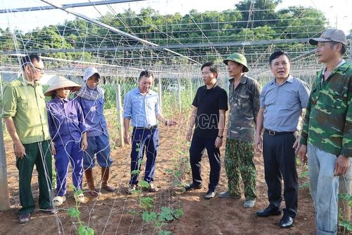 Bảo Thắng: Hỗ trợ 3 triệu đồng/ha để các hộ vùng sản xuất rau trọng điểm mua giống rau