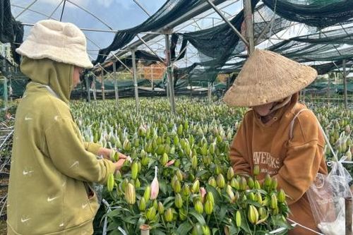 Ðưa lily ra ngoài sương gió