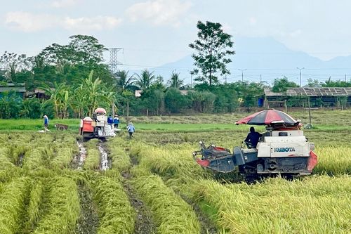 Khẩn trương thu hoạch lúa sau bão số 3
