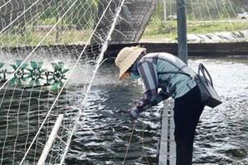 Thu hoạch thủy sản tránh bão, lũ