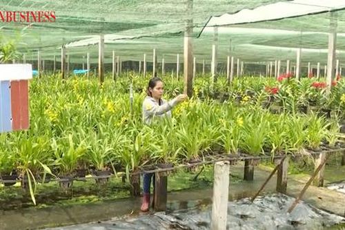 Làm nông nghiệp sinh thái, đón vạn khách du lịch, nông dân Củ Chi đút túi trăm triệu mỗi năm
