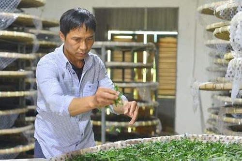 'Gỡ rối' để HTX tơ lụa vươn tầm xuất khẩu