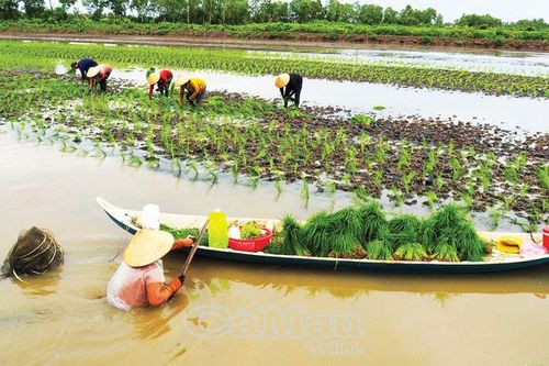 Nhộn nhịp mùa cấy