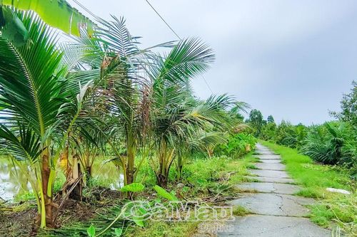Củ hủ dừa - Tiềm năng vào OCOP