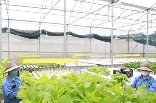 Tái cơ cấu ngành Nông nghiệp Thủ đô: Nỗ lực đạt mục tiêu đề ra