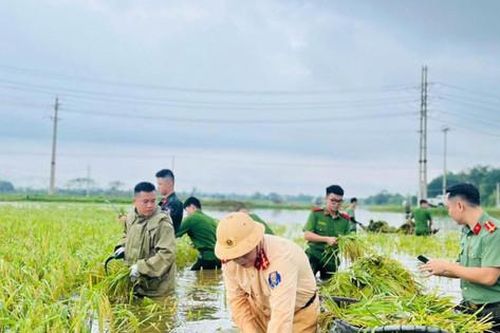 Công an Thủ đô xuống đồng gặt lúa sớm, giúp dân phòng chống ngập lụt
