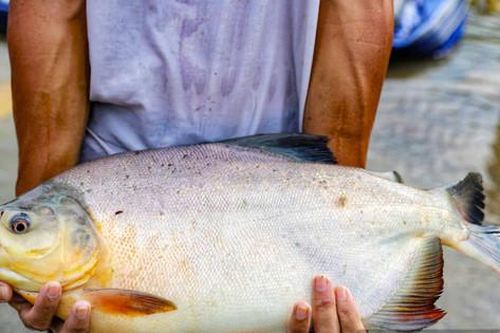 Người dân đổ xô ra đường bắt cá sau mưa lũ ở Hà Nội