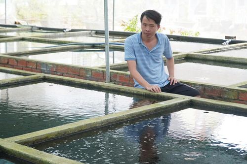 Nông dân Bến Tre nuôi cá 7 màu, thu nhập 400 triệu mỗi năm