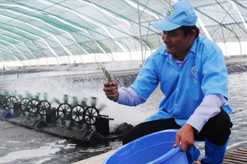 Nhiều khó khăn trong thực hiện Đề án xây dựng Bạc Liêu thành Trung tâm ngành công nghiệp tôm cả nước