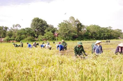 Trường Trung cấp 24 Biên phòng giúp dân thu hoạch lúa sau bão