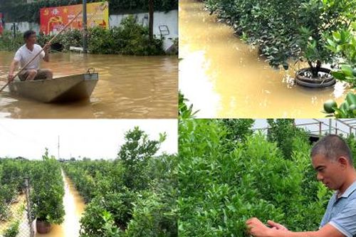Làng nghề quất Tứ Liên 'chìm trong biển nước', người dân lo lắng thiệt hại sau bão