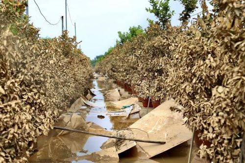 Người dân trồng quất Tứ Liên 'tất bật' khôi phục lại những thiệt hại sau bão lũ