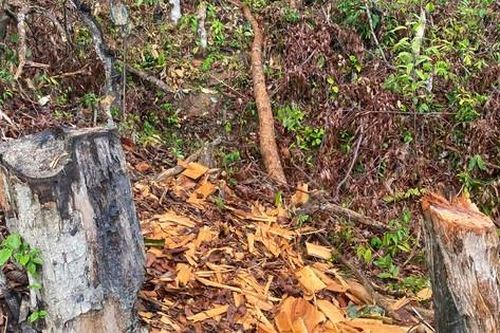 Tin mới vụ phá gần 2ha rừng tự nhiên ở Bình Định