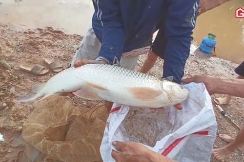 Người dân Hà Nội đổ xô bắt cá sau lũ