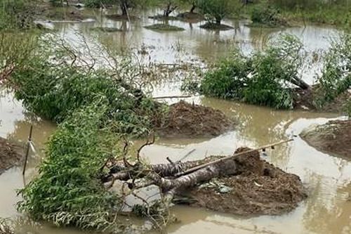 Nông dân trồng đào xót xa nhìn tiền tỉ bị bão 'thổi bay'