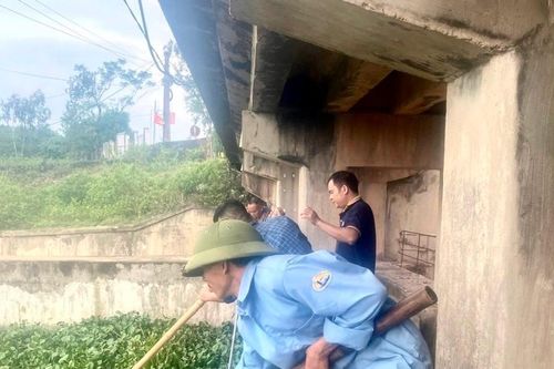 Bèo tây 'bức tử' cửa cống thoát lũ chống úng