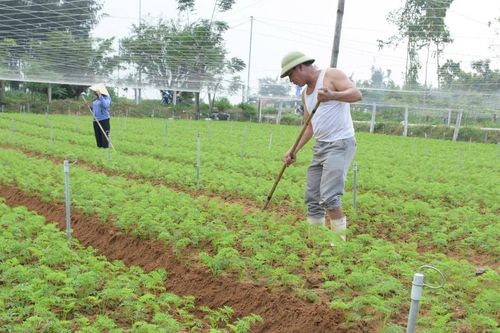 Nông dân Nghệ An bám đồng sản xuất vụ Đông