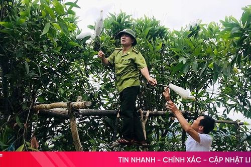 Thạch Hà ra quân xử lý nạn săn bắt chim di cư