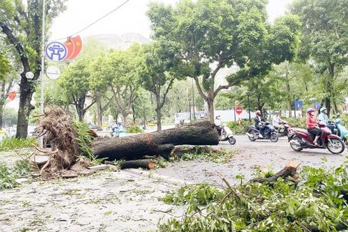 Sau bão, chuyện cây trong phố