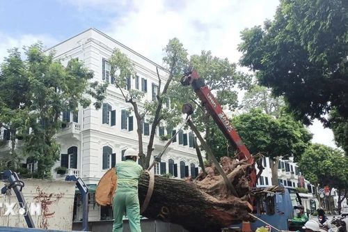 Các địa phương hỗ trợ Hà Nội thu dọn cây xanh gãy đổ do bão