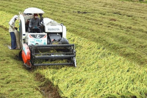 Long An: Mưa lớn kèm dông, lốc khiến hơn 20.000ha lúa bị ngã đổ
