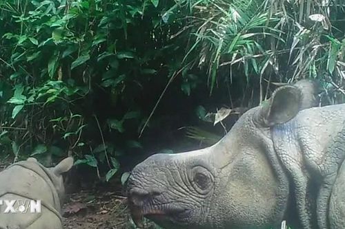 Indonesia chào đón con tê giác Java mới ra đời tại Vườn quốc gia Ujung Kulon