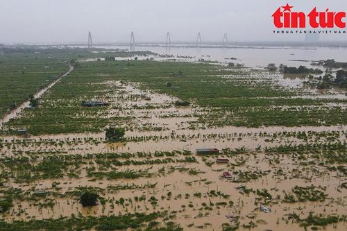 Vùng đào Nhật Tân và Phú Thượng (Hà Nội) chìm trong nước lũ, dân đau xót lo mùa vụ