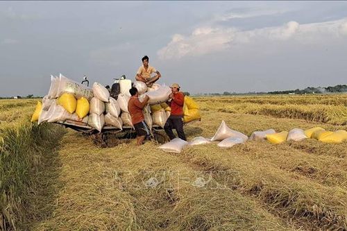 Thu hoạch sớm lúa Thu Đông né lũ cho năng suất cao