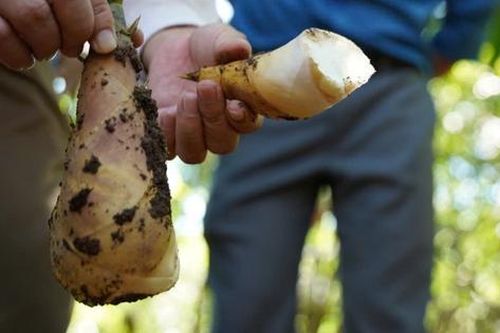 Bí quyết trồng măng hữu cơ bán giá cao, thu hàng trăm triệu đồng/năm