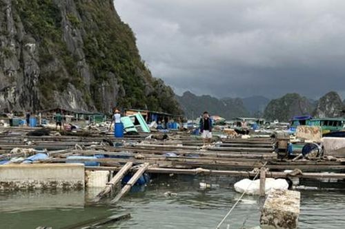 Quảng Ninh: Nhiều hộ nuôi trồng thủy sản phản ánh tình trạng 'hôi của' sau bão