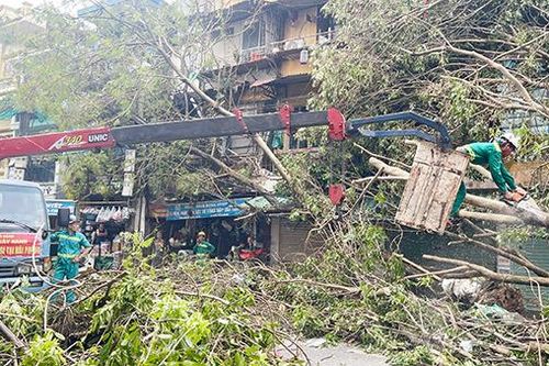 Nhiều doanh nghiệp Đà Nẵng cử nhân viên ra miền Bắc hỗ trợ khắc phục lưới điện, cây xanh