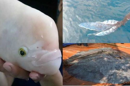 Những lần 'thủy quái' xuất hiện tại Việt Nam khiến dư luận sững sờ, số 1 là loài gắn với tâm linh