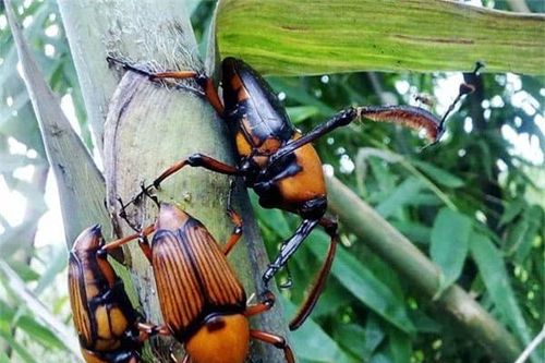 Loại bọ chuyên phá hoại rừng tre, ngày xưa người nông dân rất ghét, nhưng bây giờ trở thành đặc sản nhiều người săn lùng ở Trung Quốc
