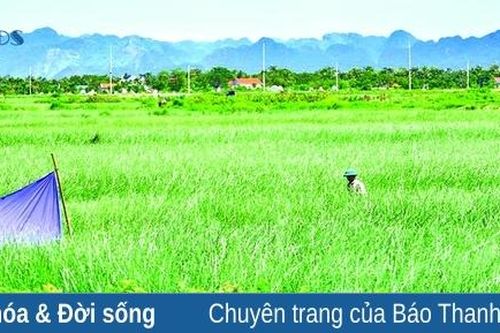 Trên những cánh đồng cói
