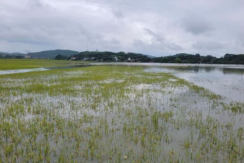 Hơn 4.000 ha lúa, cây trồng tại Thanh Hóa bị ngập úng, đổ gãy