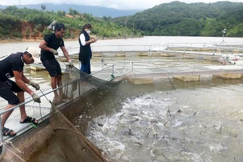 Giảm phát thải và phát triển xanh trong chăn nuôi và nuôi trồng thủy sản