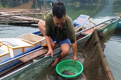 Nghiên cứu quy trình chăm sóc cá rô mo trong môi trường nhân tạo: Góp phần bảo tồn nguồn gen gắn với phát triển kinh tế