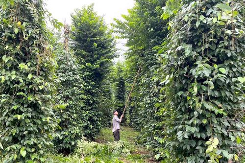 Phát triển gia vị hữu cơ để tham gia thị trường tỷ đô
