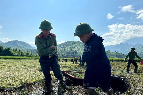 'Cứu lúa' trên cánh đồng Mường Chăn