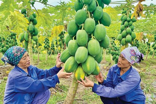 Điểm sáng trong thực hiện tín dụng chính sách xã hội