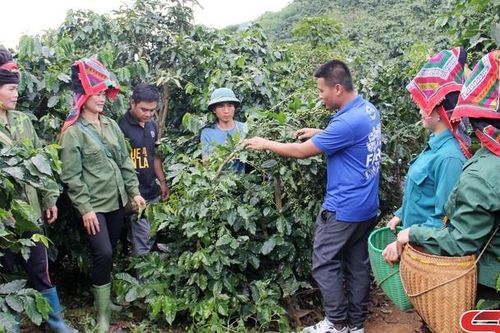 Sẵn sàng cho niên vụ cà phê 2024