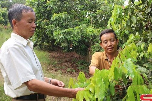 Phục hồi cây nhãn sau thu hoạch